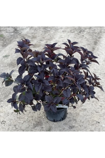 Густий кущ гортензії з темно-бордовим майже чорним листям у чорному пластиковому горщику. 